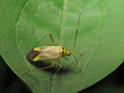 Image of Adelphocoris quadripunctatus (Fabricius 1794)