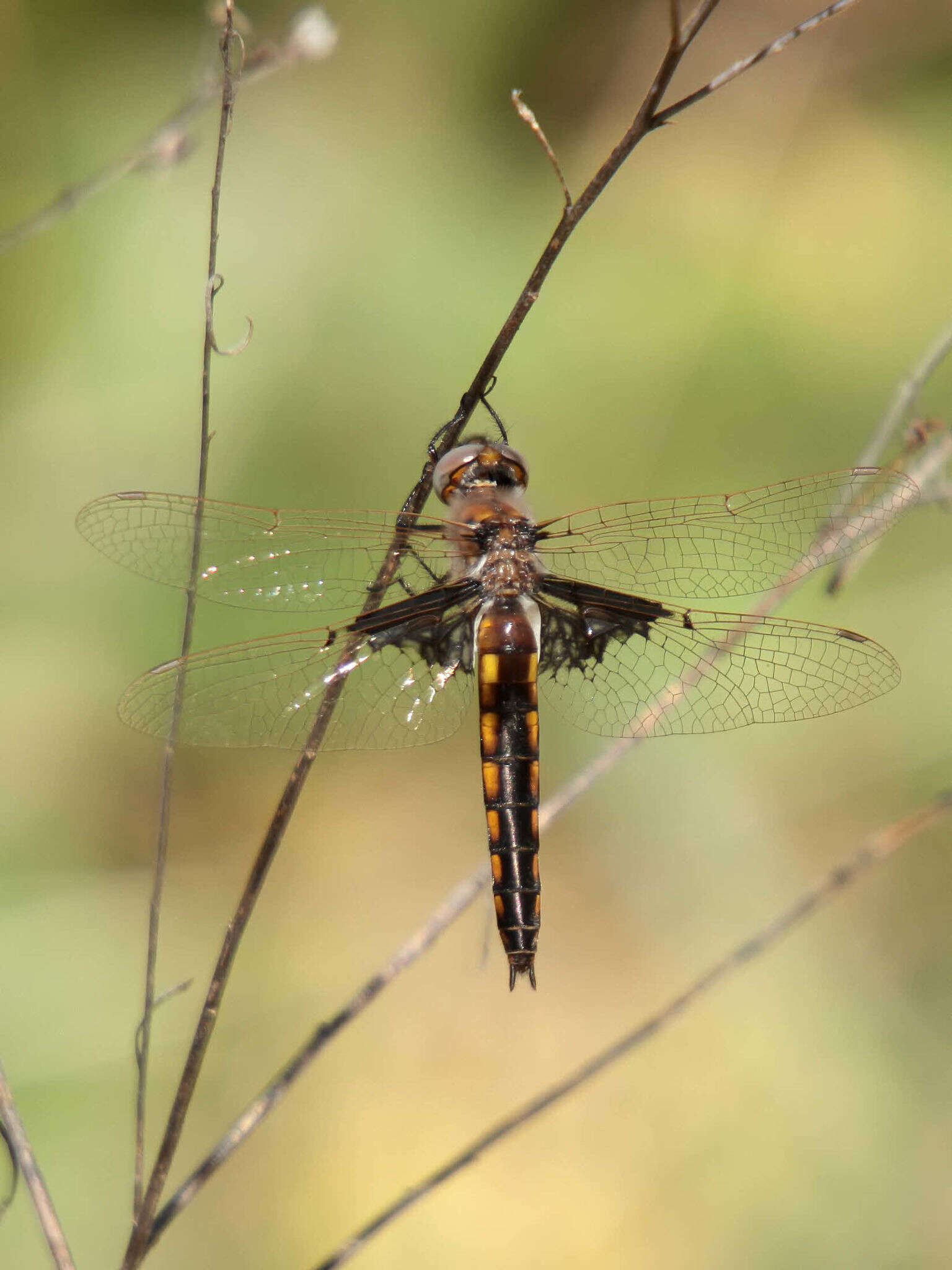 Image of Mantled Baskettail