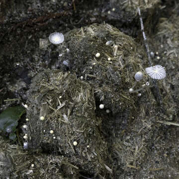 Слика од Coprinopsis ephemeroides (DC.) G. Moreno 2010