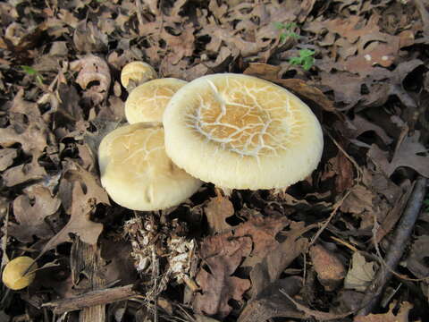 Image of Agrocybe praecox (Pers.) Fayod 1889