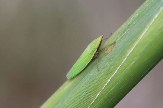 صورة Draeculacephala producta (Walker & F. 1851)