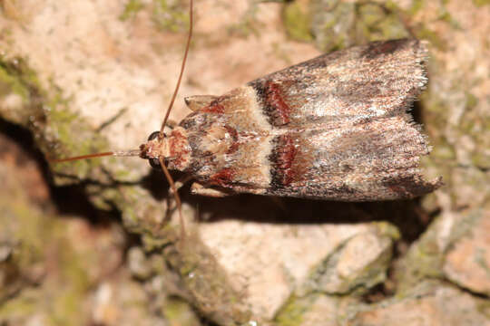 Image of Acrobasis tumidana Schiffermüller 1775