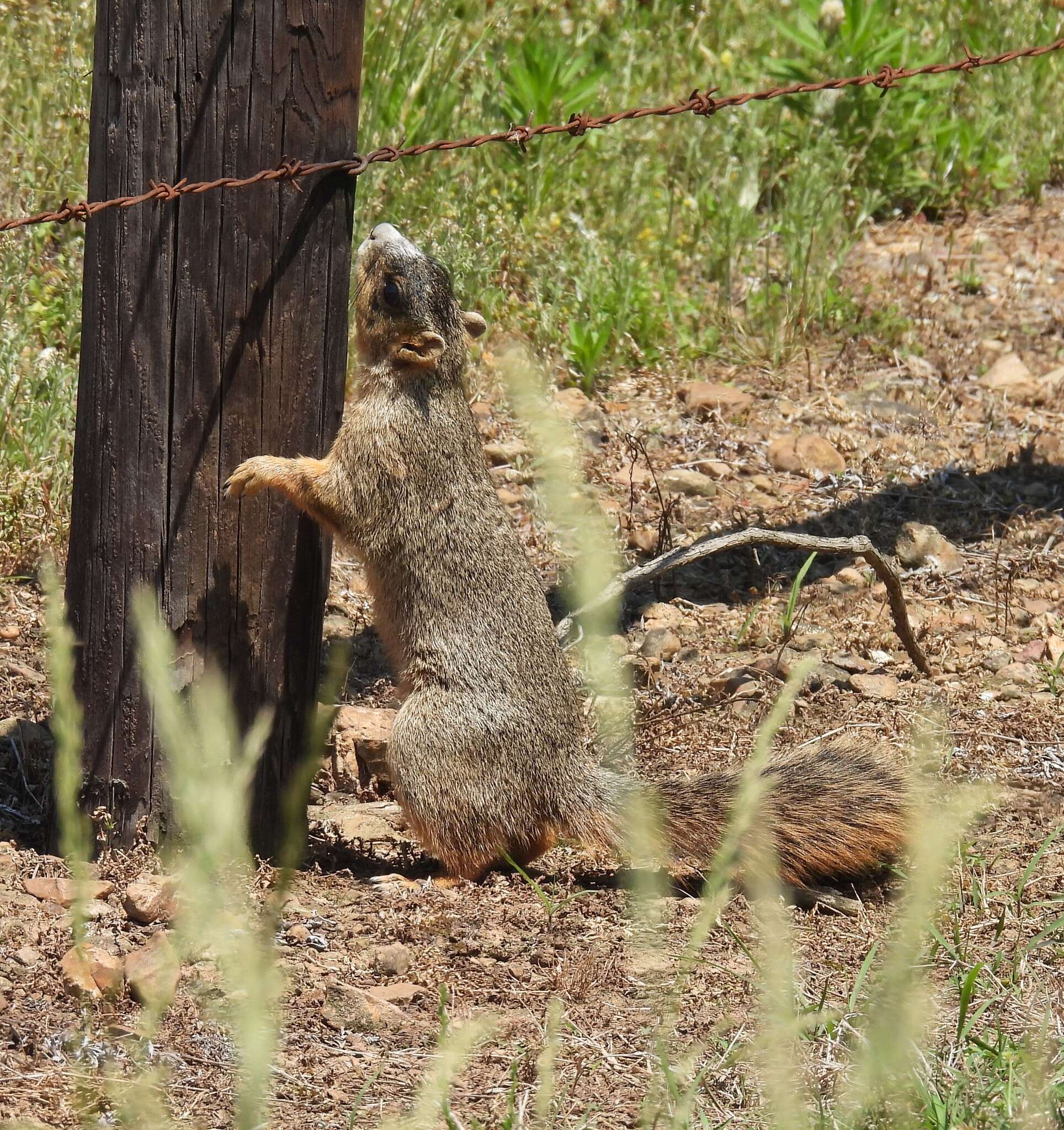 Image of Sciurus niger bachmani Lowery & Davis 1942