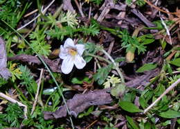 Imagem de Euphrasia cheesemanii Wettst.