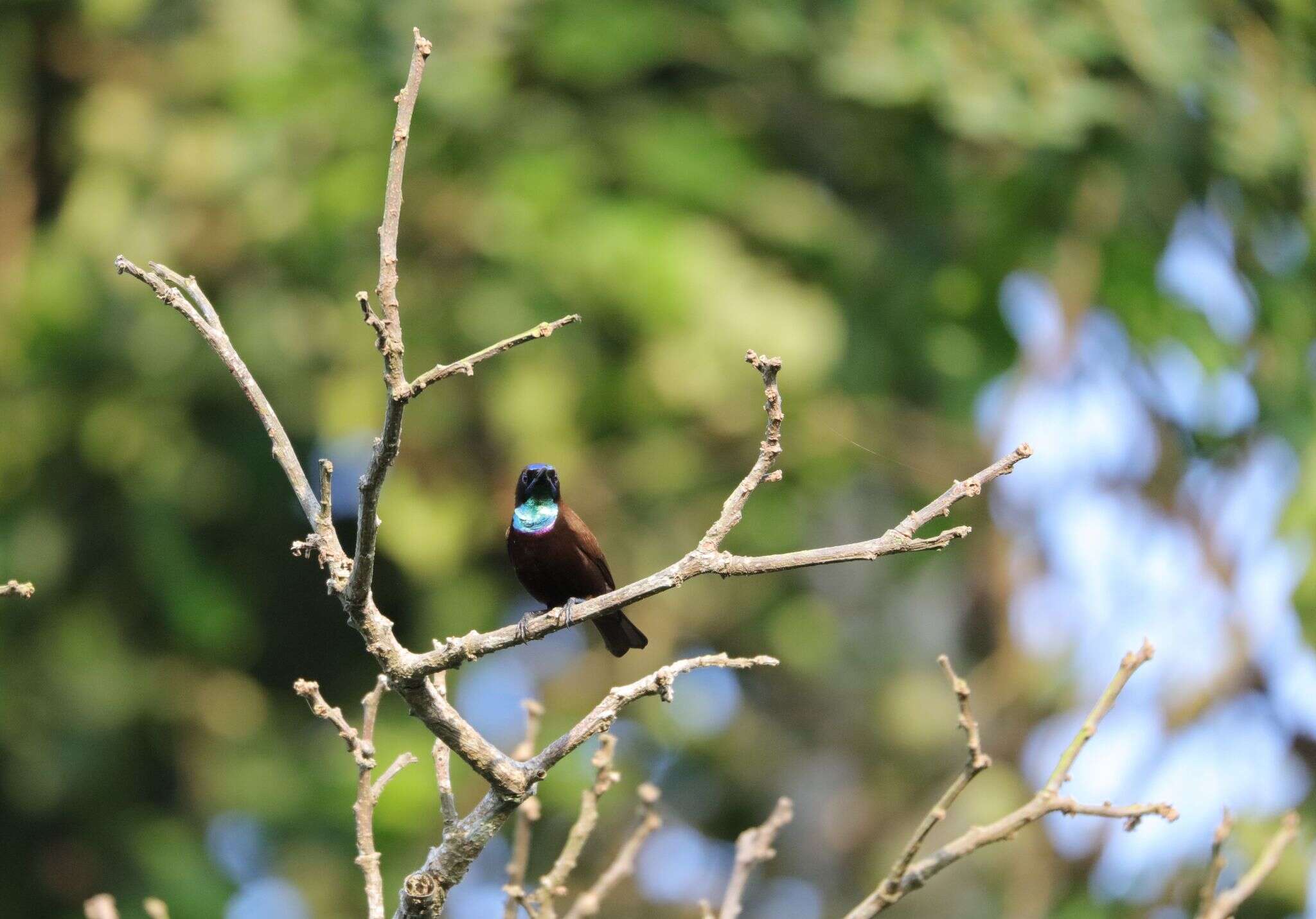 Image of Green-throated Sunbird