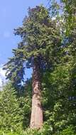 Image of Douglas-fir