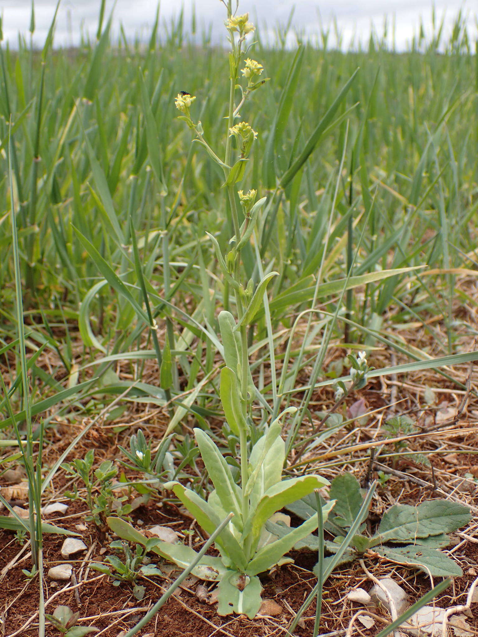 Imagem de Myagrum perfoliatum L.