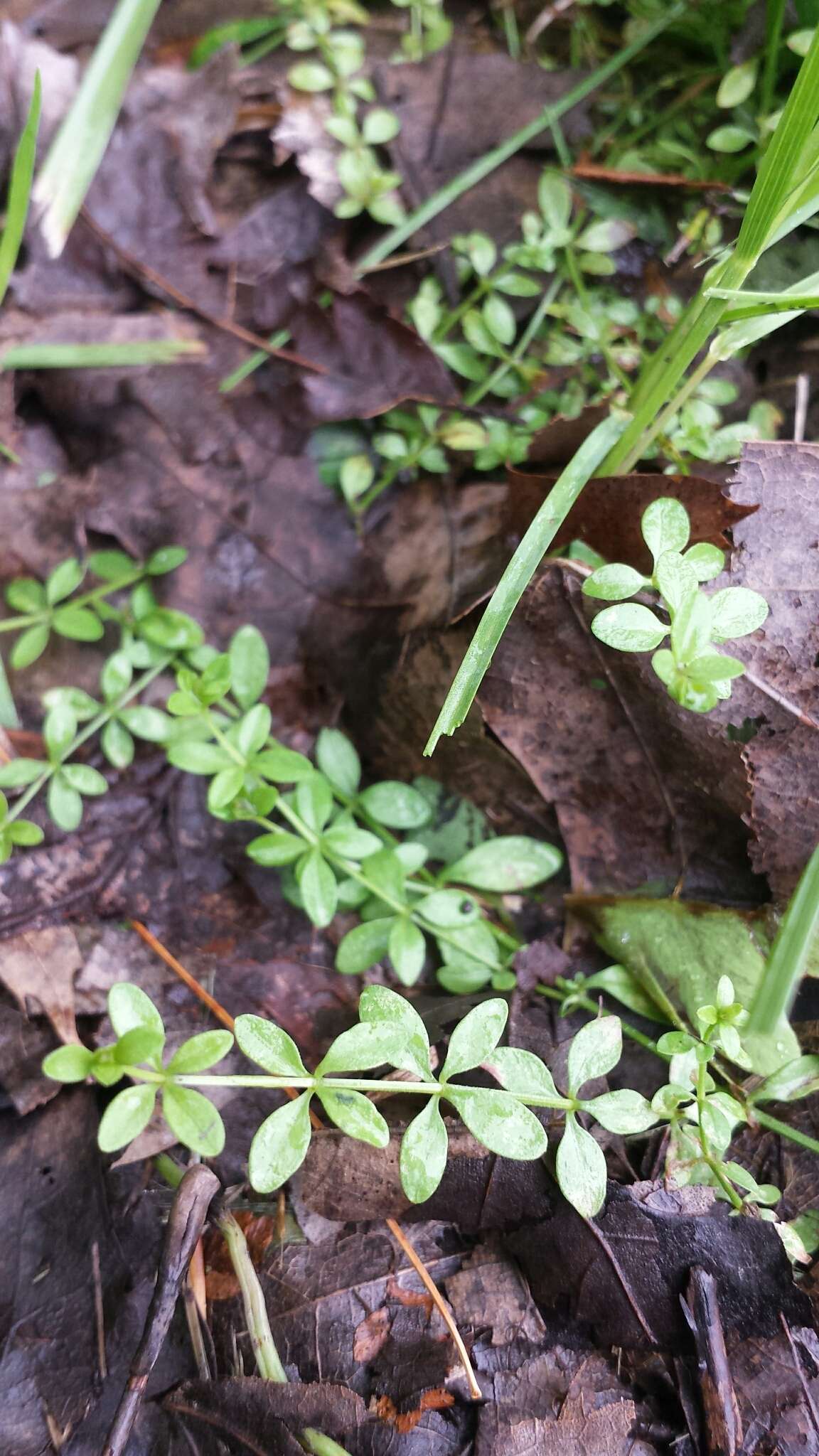 Image of Common Marsh-bedstraw