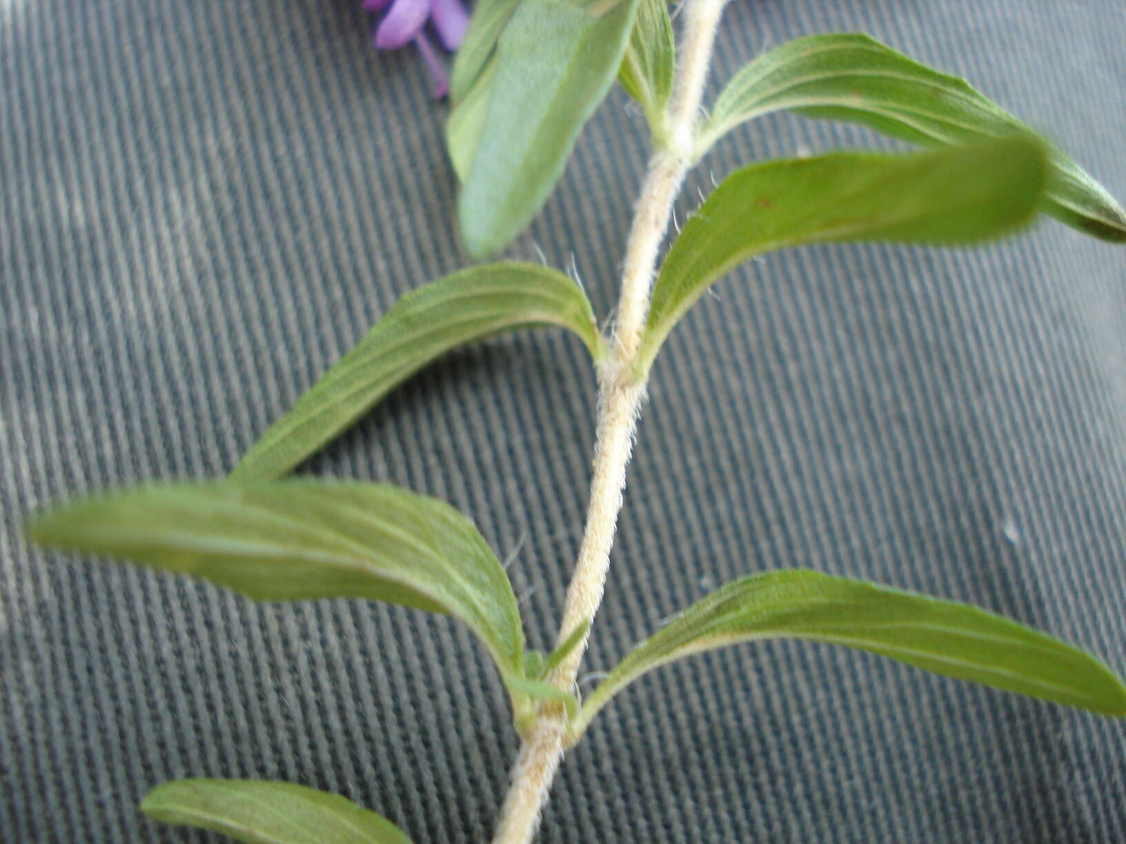 Imagem de Thymus numidicus Poir.