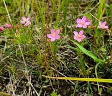 Image of Centaurium littorale subsp. compressum (Hayne) J. Kirschner