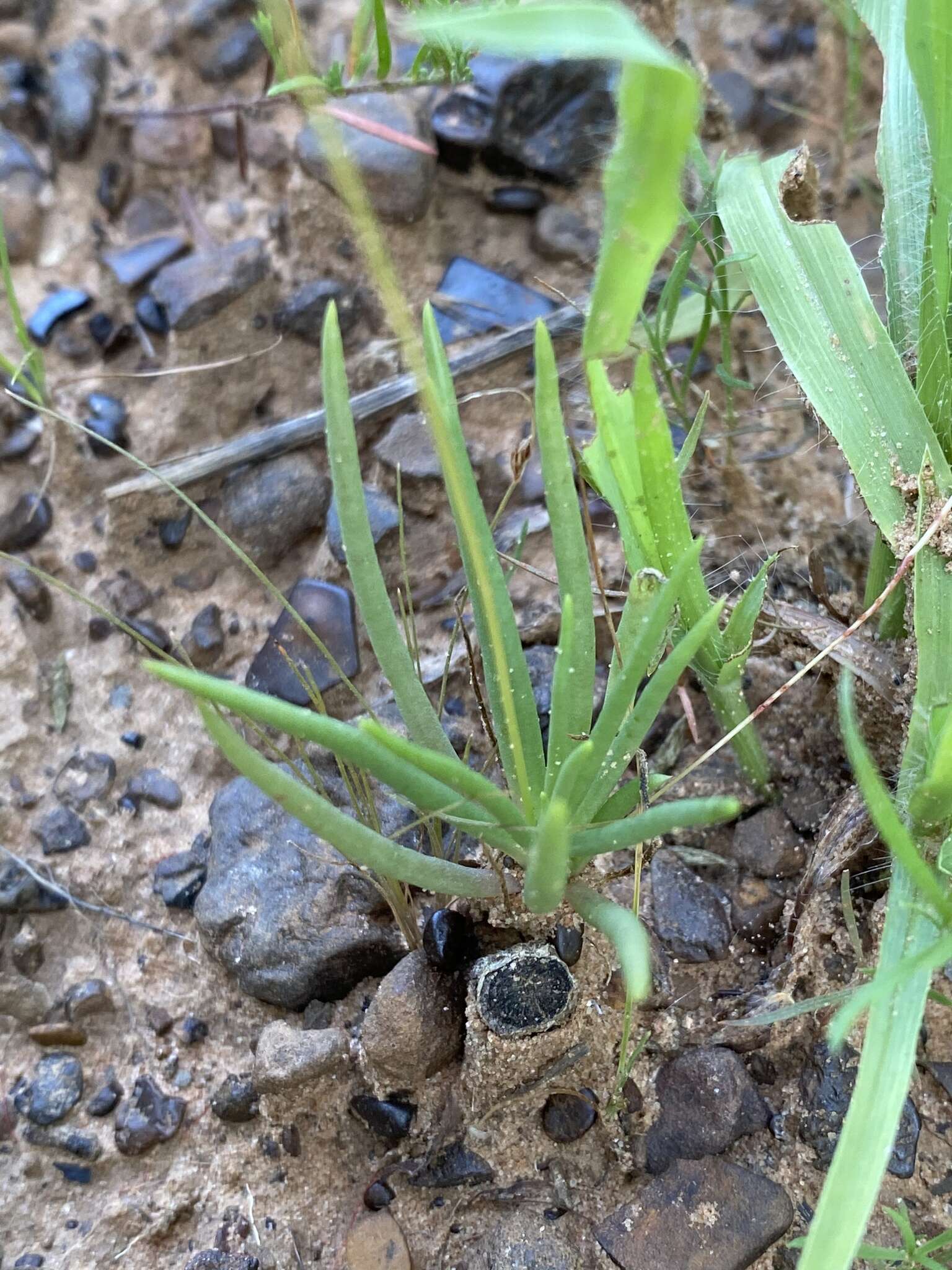 Image of prairie fameflower