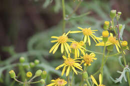 Plancia ëd Senecio lyonii A. Gray ex Lyon