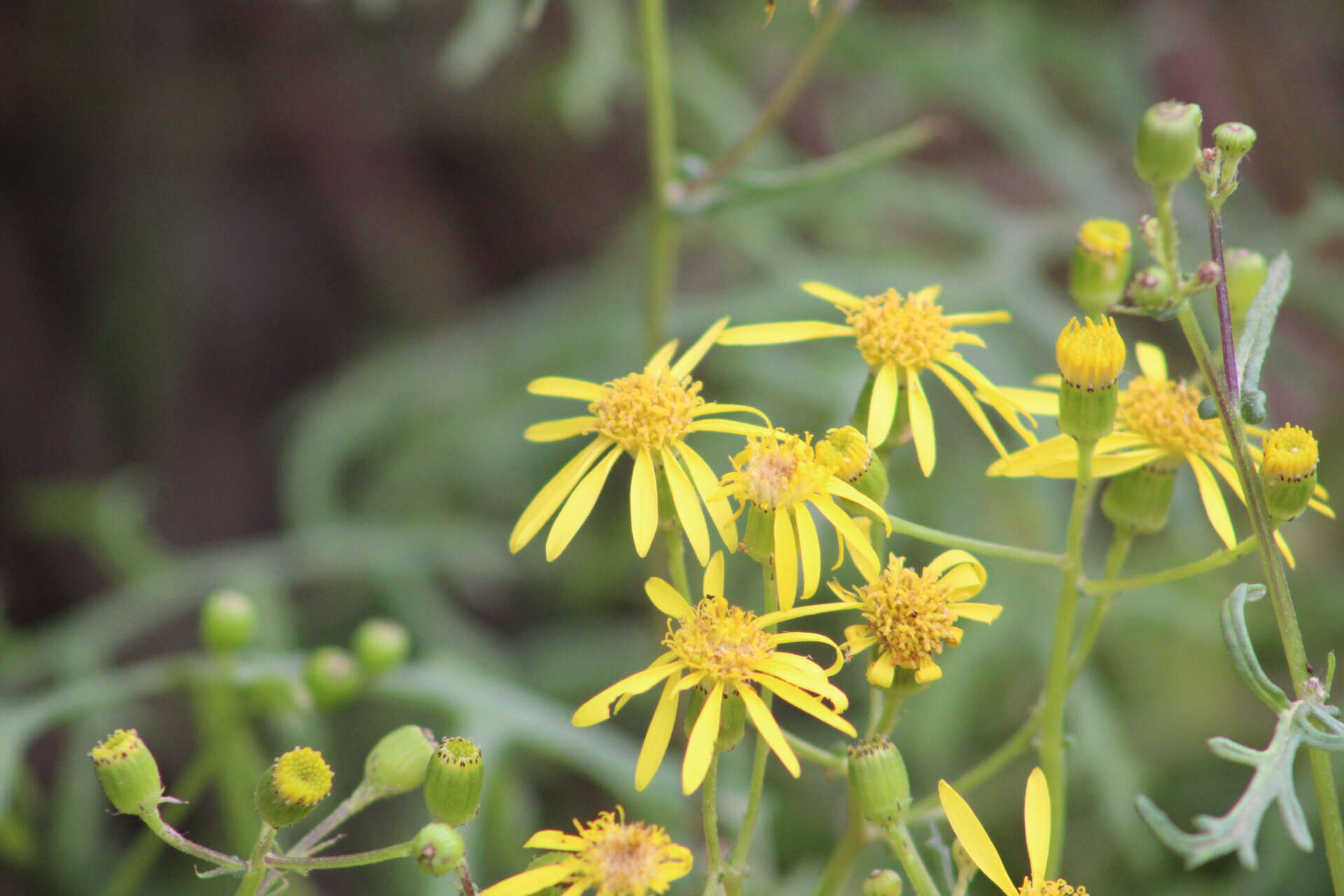 Plancia ëd Senecio lyonii A. Gray ex Lyon