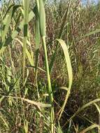 Слика од Phragmites australis subsp. berlandieri (E. Fourn.) Saltonst. & Hauber