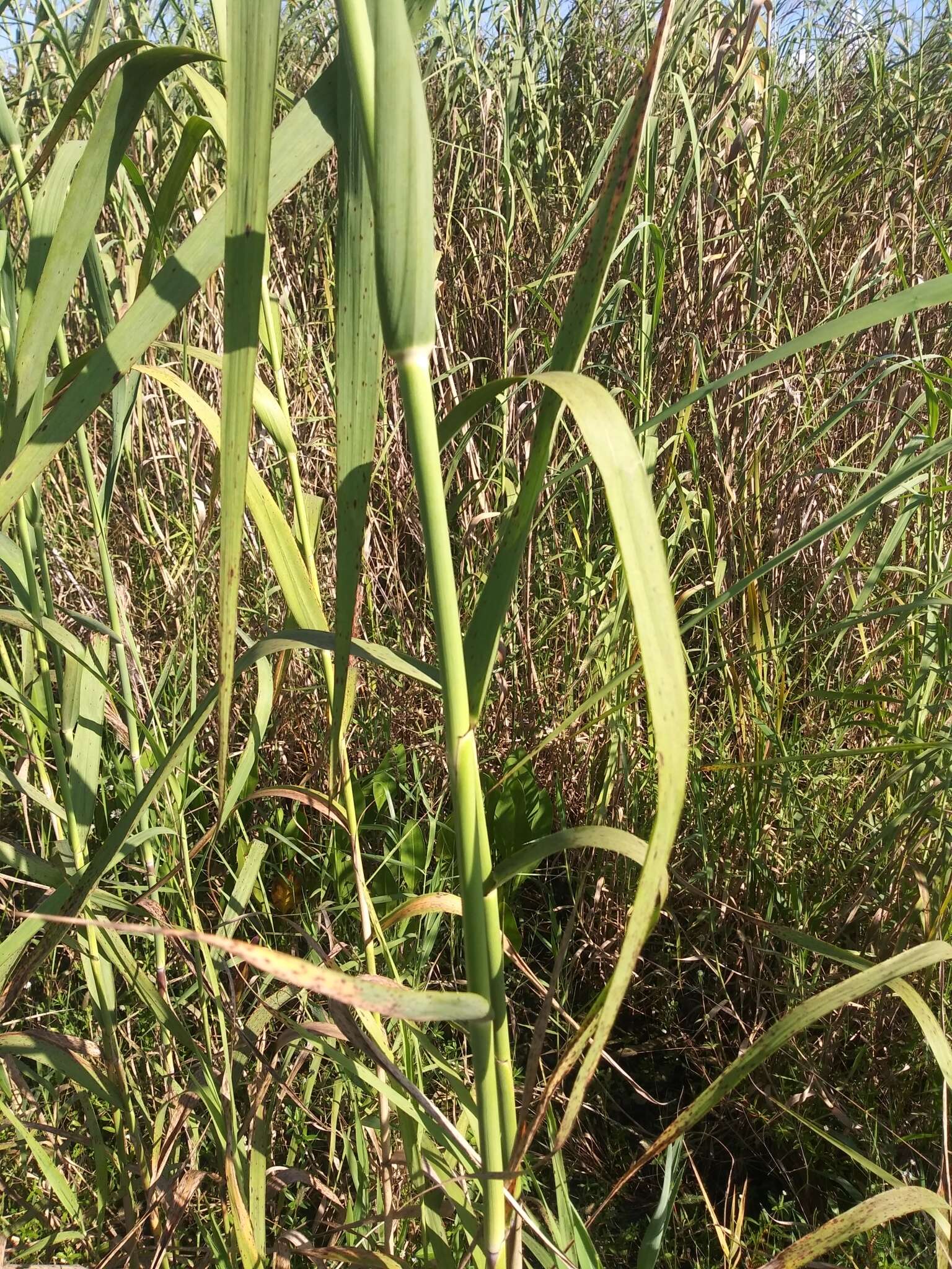 Слика од Phragmites australis subsp. berlandieri (E. Fourn.) Saltonst. & Hauber