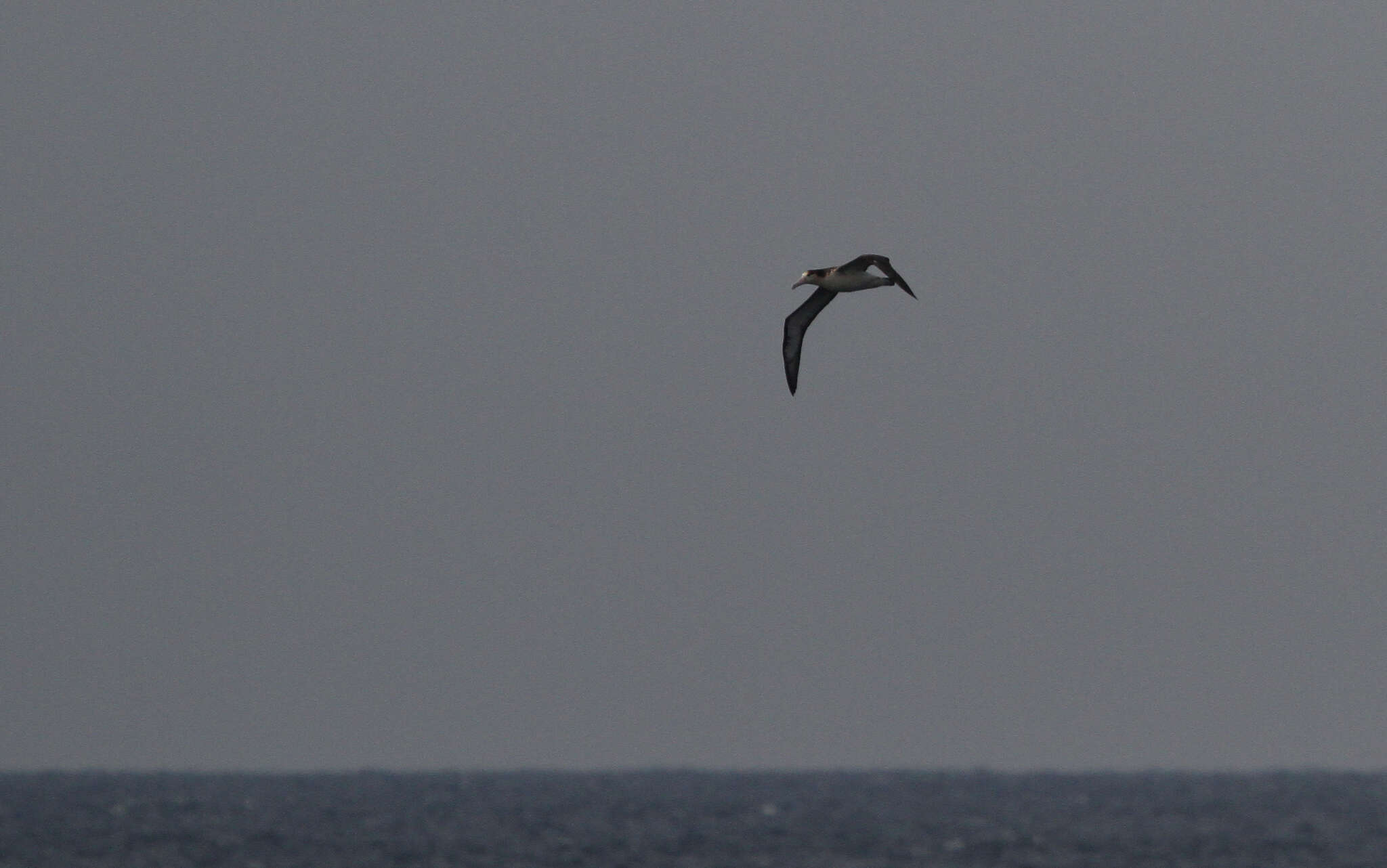 Image of Short-tailed Albatross