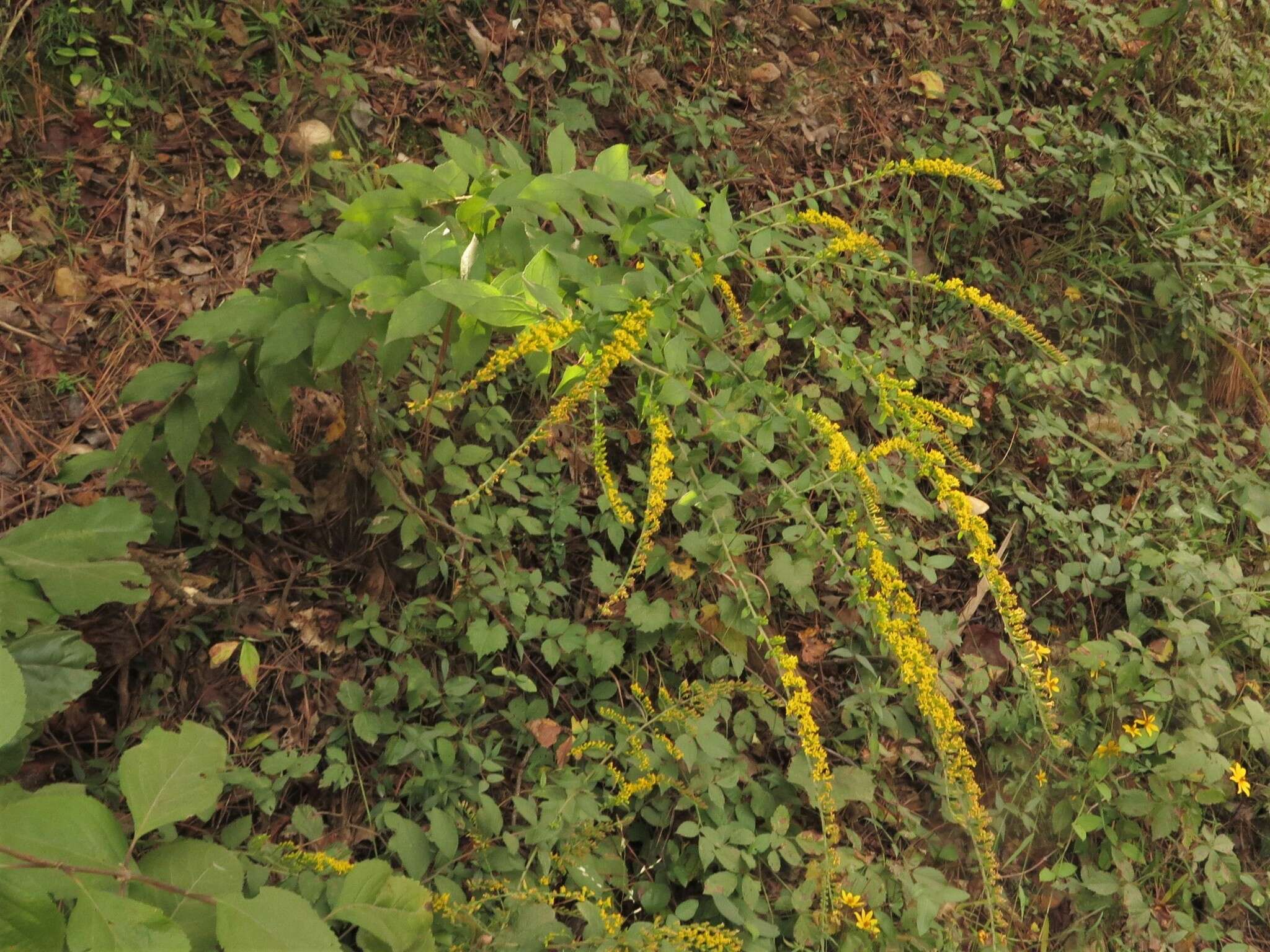 Image of Palmer's goldenrod