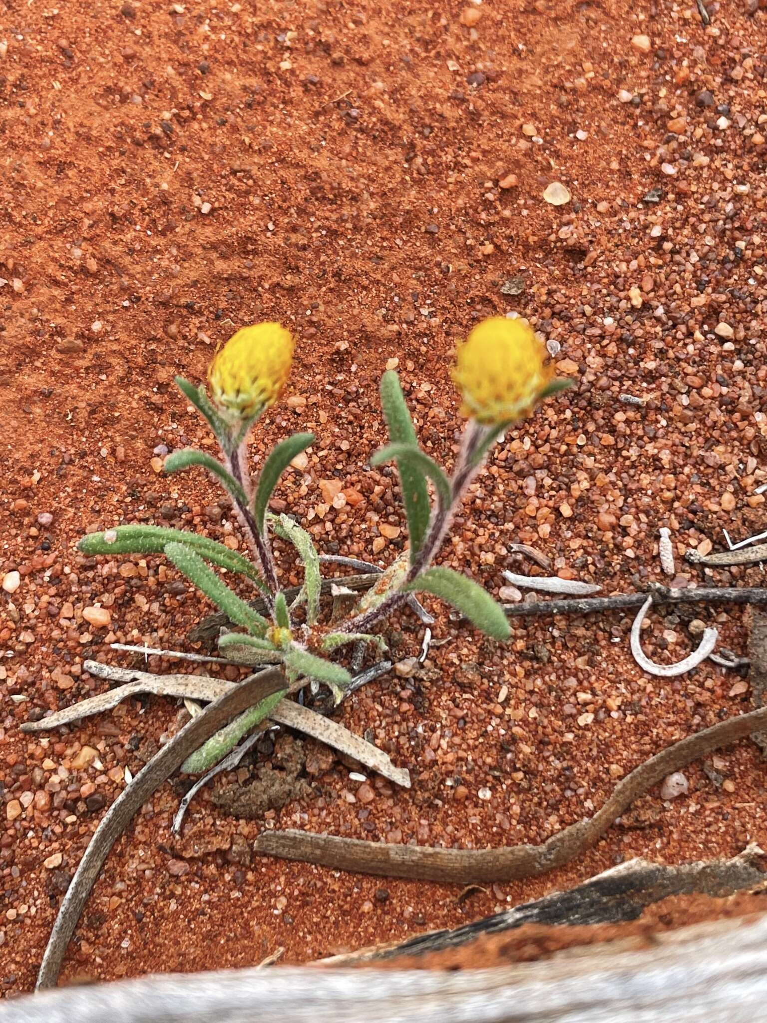 Image of <i>Waitzia <i>acuminata</i></i> var. acuminata