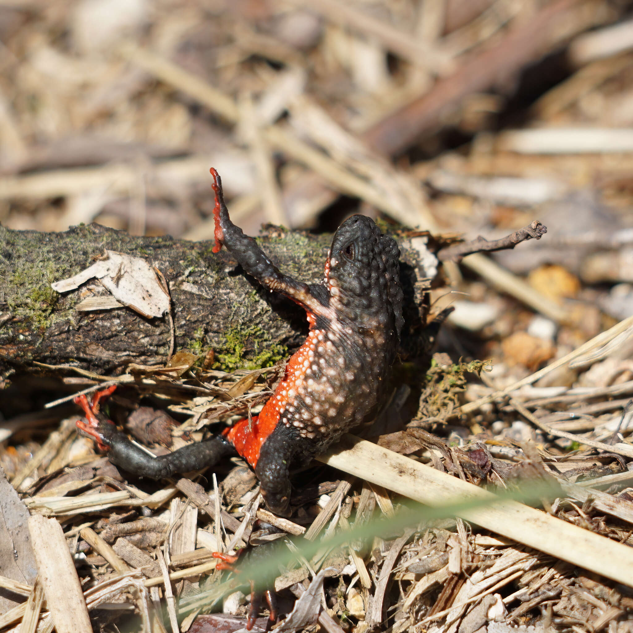 Image of Maldonada Redbelly Toad