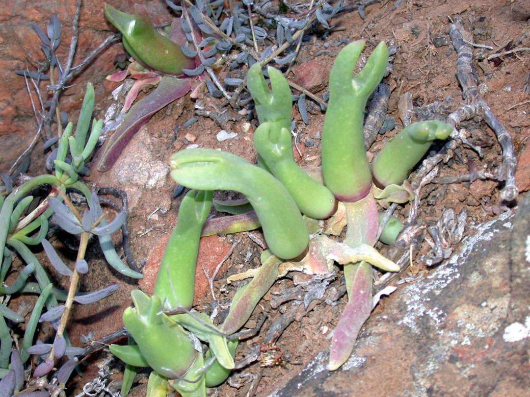 Image of Mitrophyllum mitratum (Marloth) Schwant.
