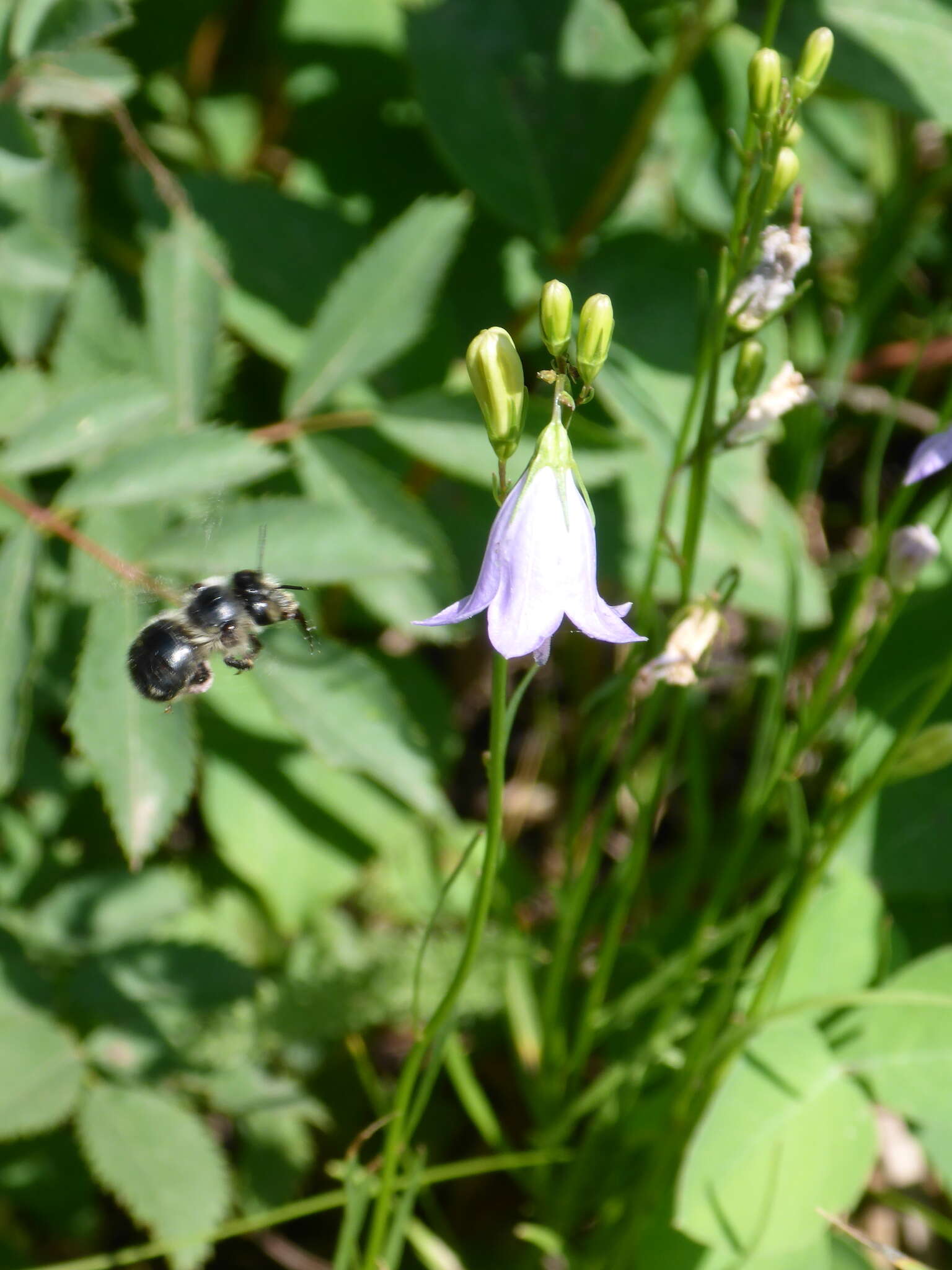 Image of Anthophora terminalis Cresson 1869