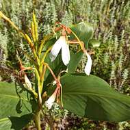 Слика од Hedychium spicatum Sm.