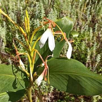 Слика од Hedychium spicatum Sm.