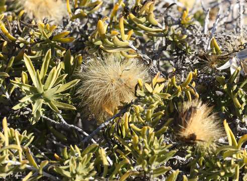 Image of Pteronia onobromoides DC.