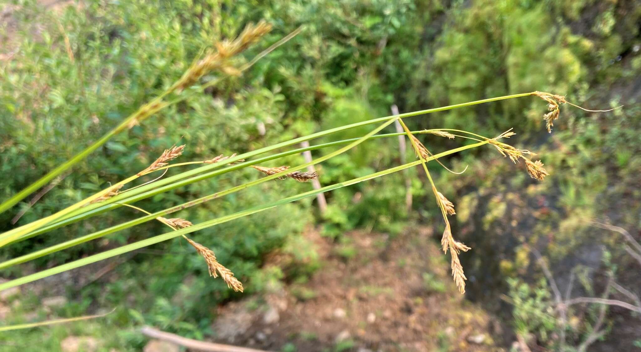 Слика од Carex bolanderi Olney