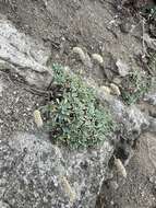 Image of halfshrub rockmat