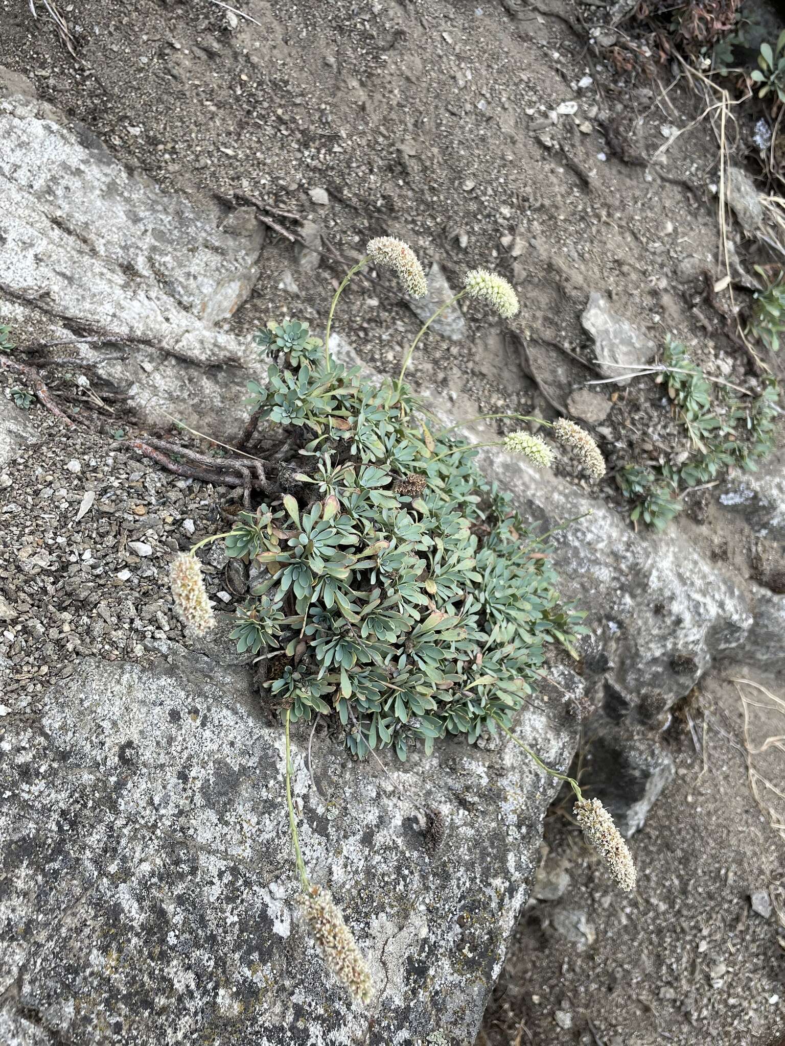 Image of halfshrub rockmat