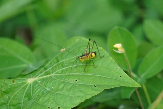 Слика од Conocephalus (Anisoptera) versicolor (Redtenbacher 1891)