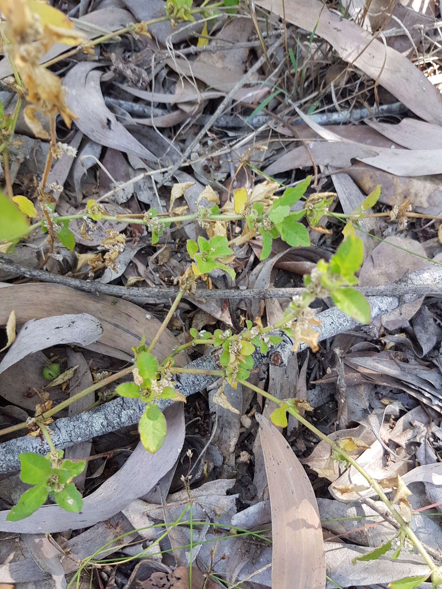 Image of Alternanthera nana R. Br.