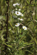 Image of hairy white oldfield aster