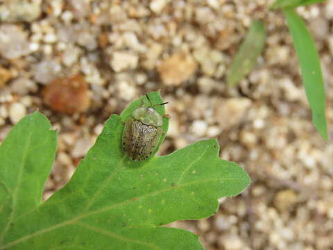 Image of Beet tortoise beetle