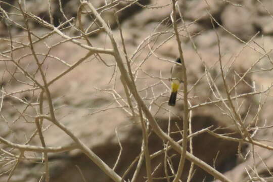 Image of White-eyed Bulbul