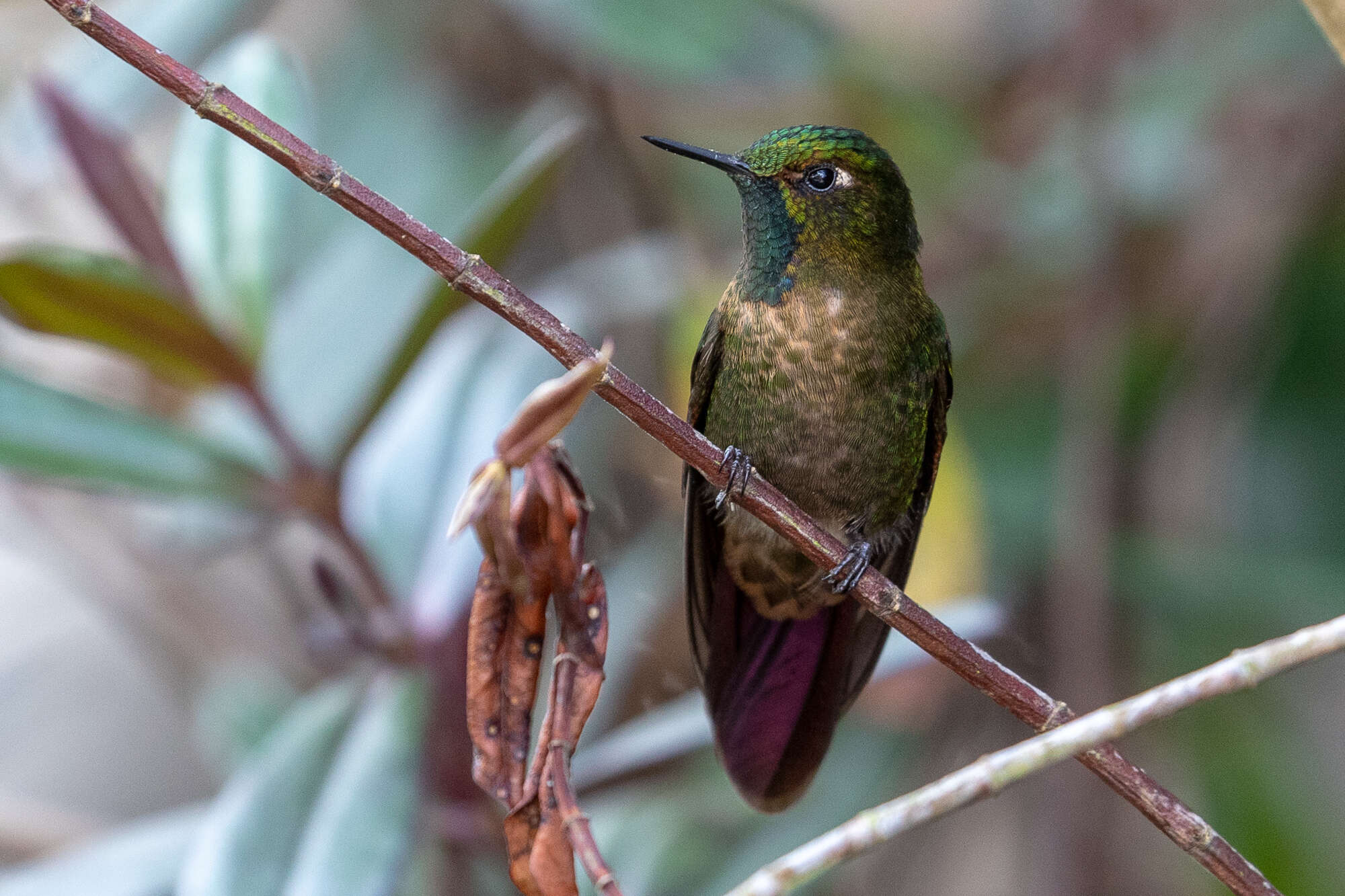 Metallura tyrianthina (Loddiges 1832) resmi