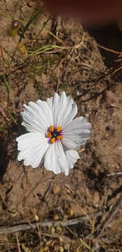 Image of Monsonia speciosa L.