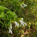 Image of <i>Salvia madrigalii</i>