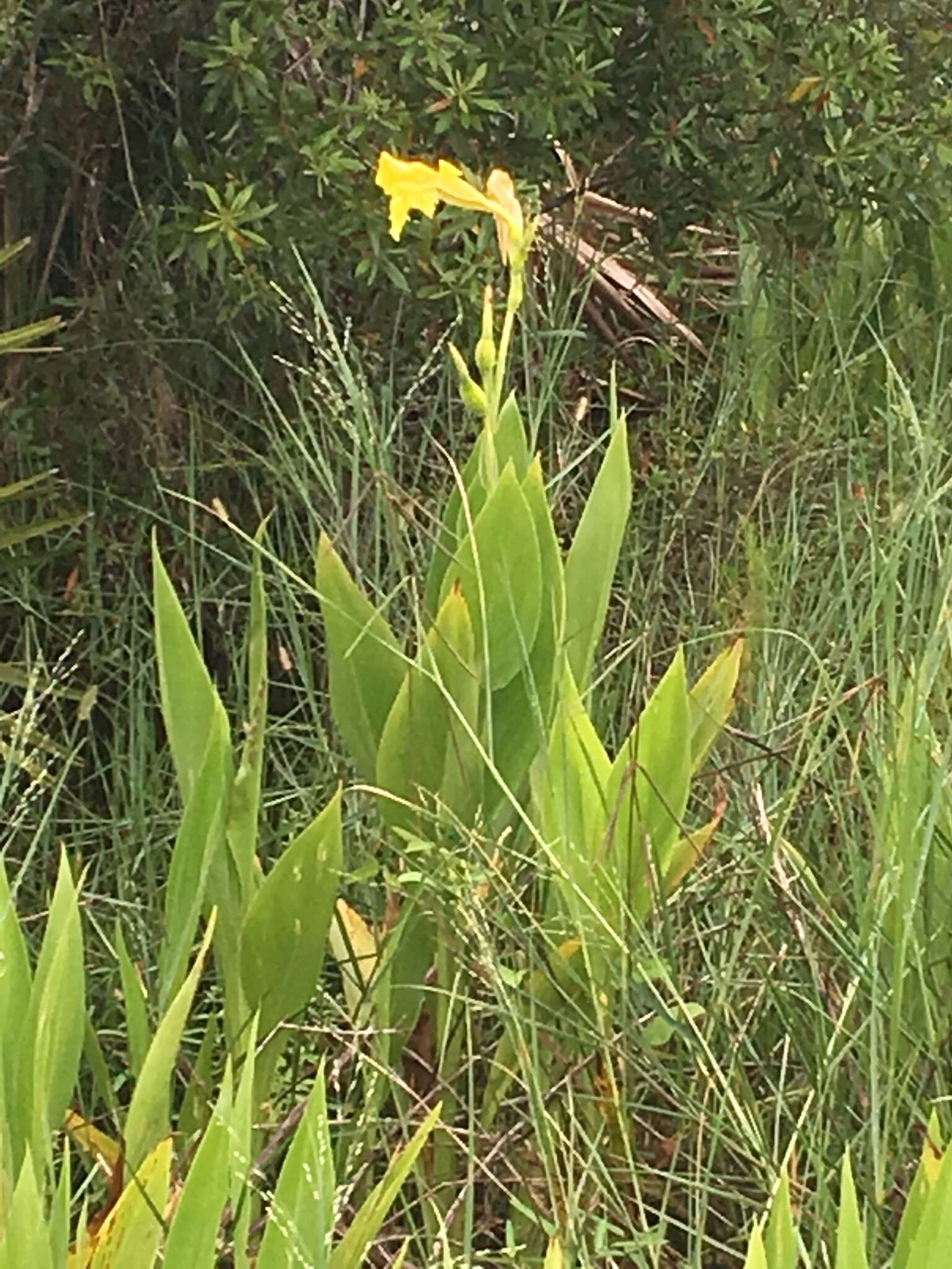 Image of bandanna of the Everglades