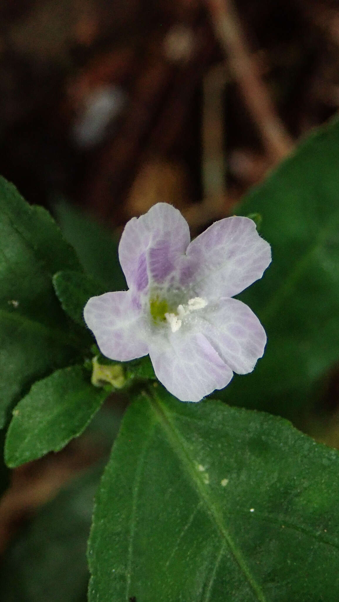 Strobilanthes tetraspermus Druce resmi