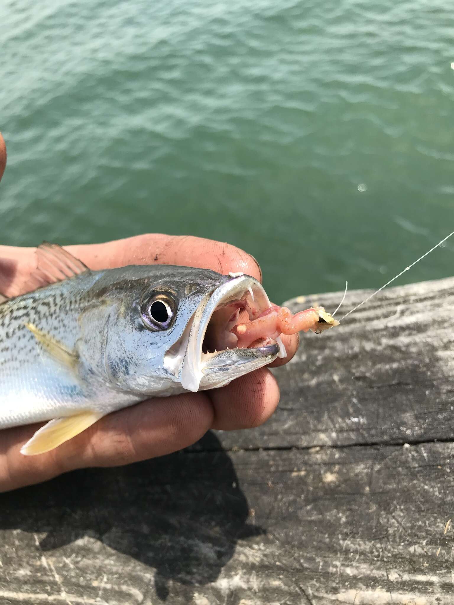 Image of Gray weakfish