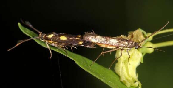 Image of Eretmocera syleuta Meyrick 1926