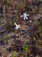 Image of Hesperantha marlothii R. C. Foster