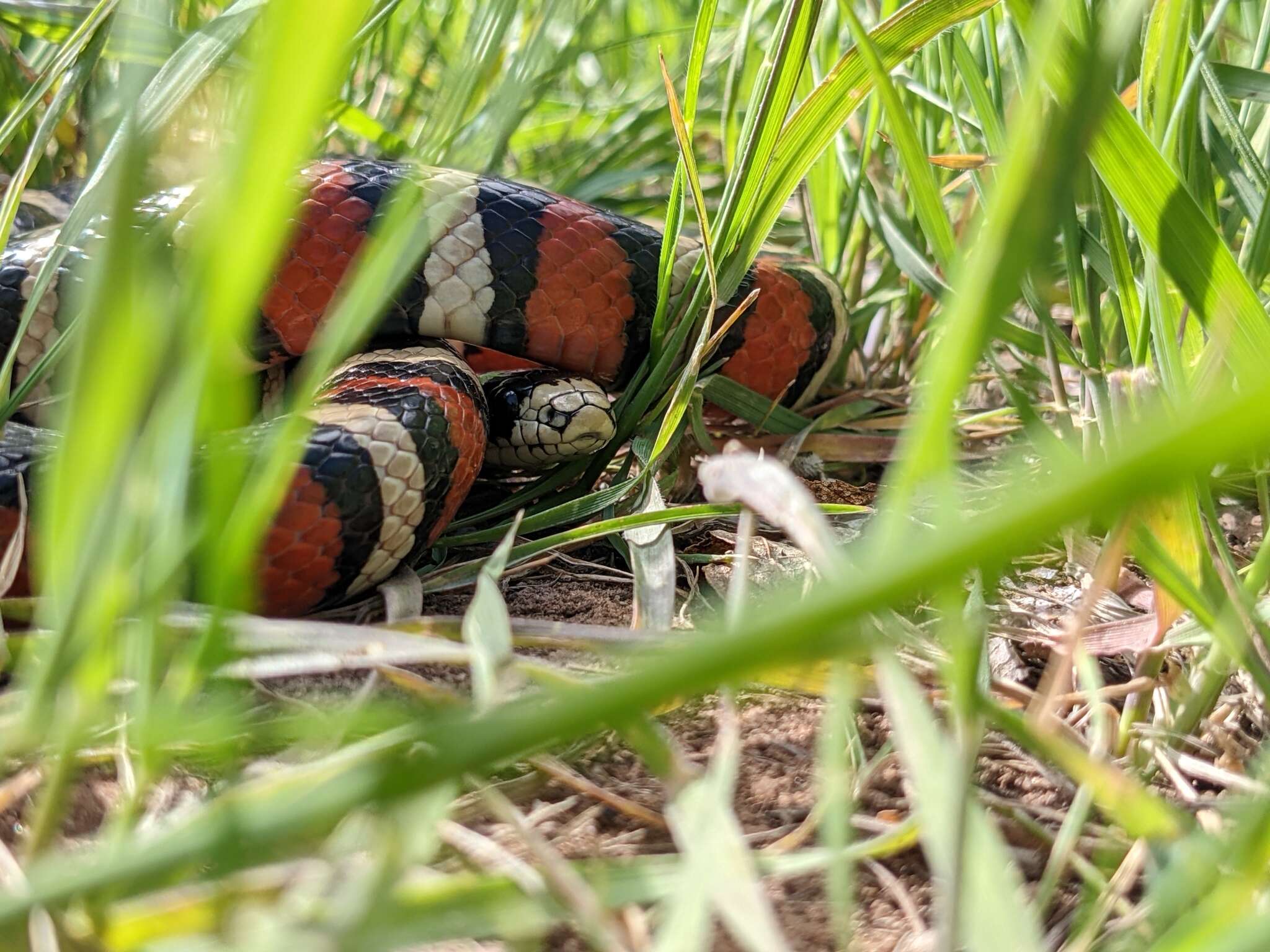 Image de Lampropeltis pyromelana infralabialis Tanner 1953