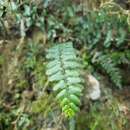 Image of Rio Abajo maiden fern