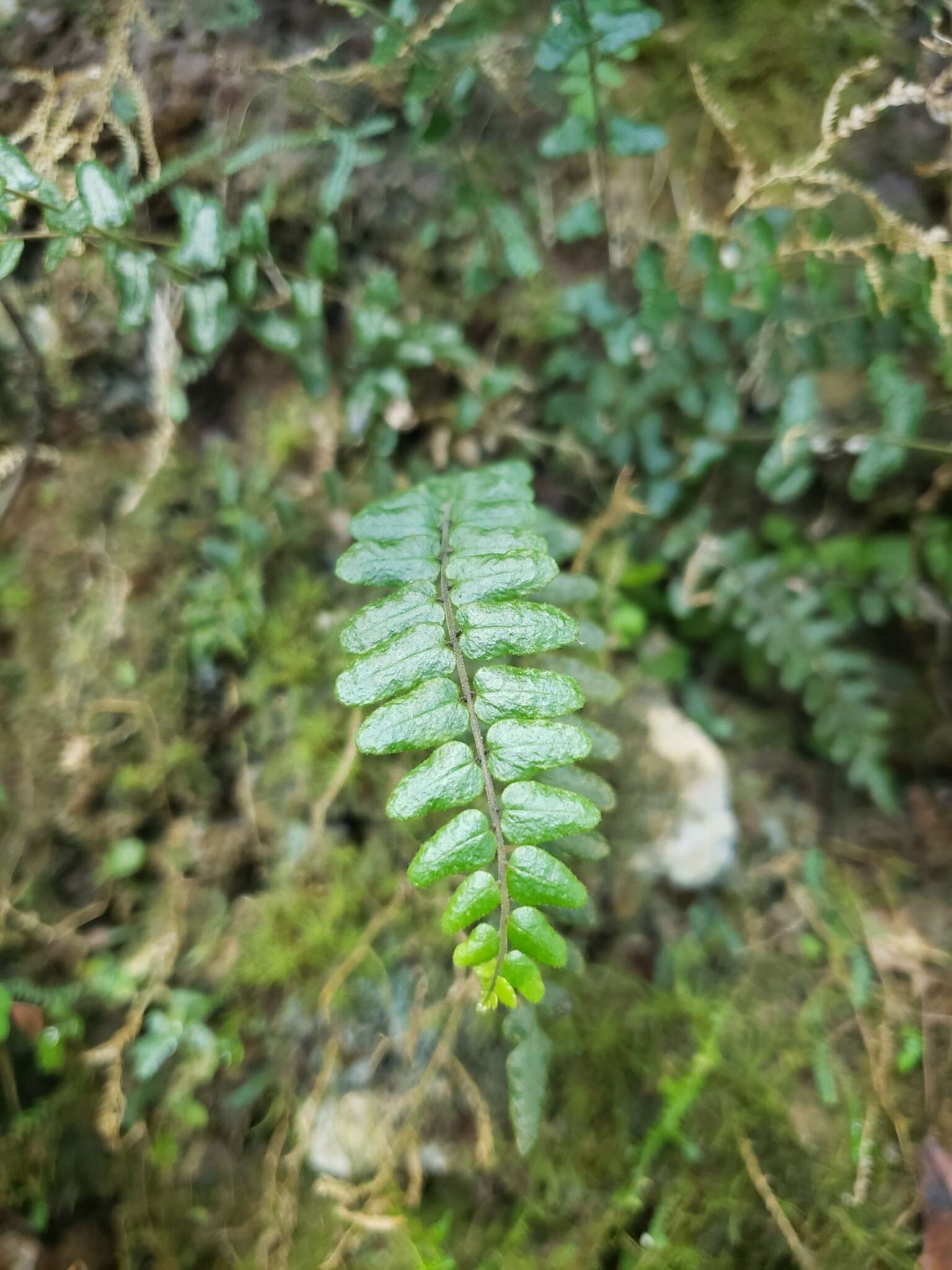 Image of Rio Abajo maiden fern