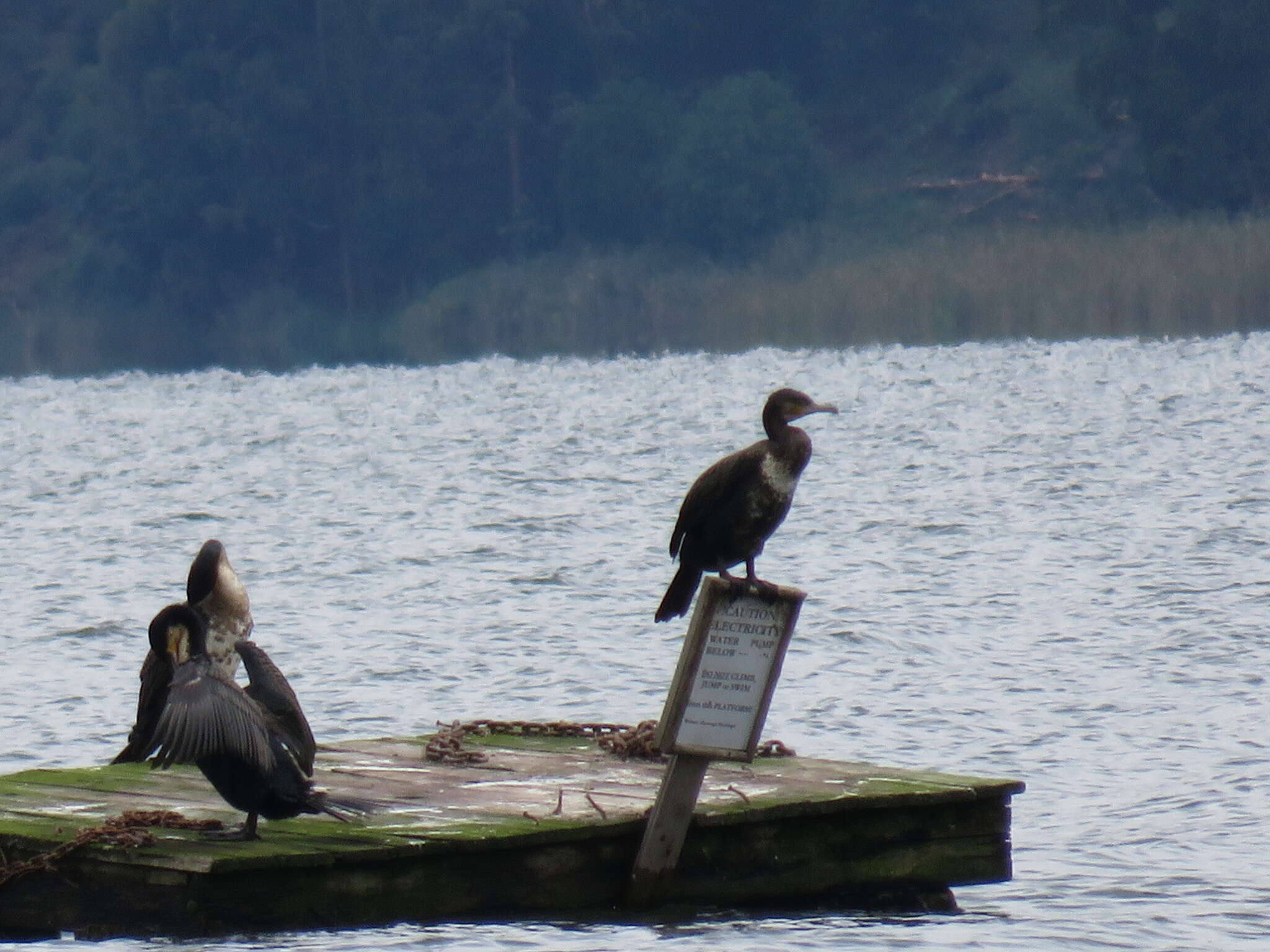 Image of Phalacrocorax carbo lucidus