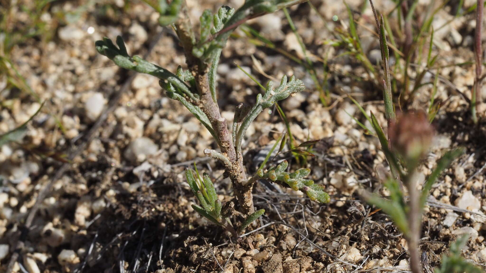 Sivun Chaenactis glabriuscula var. glabriuscula kuva