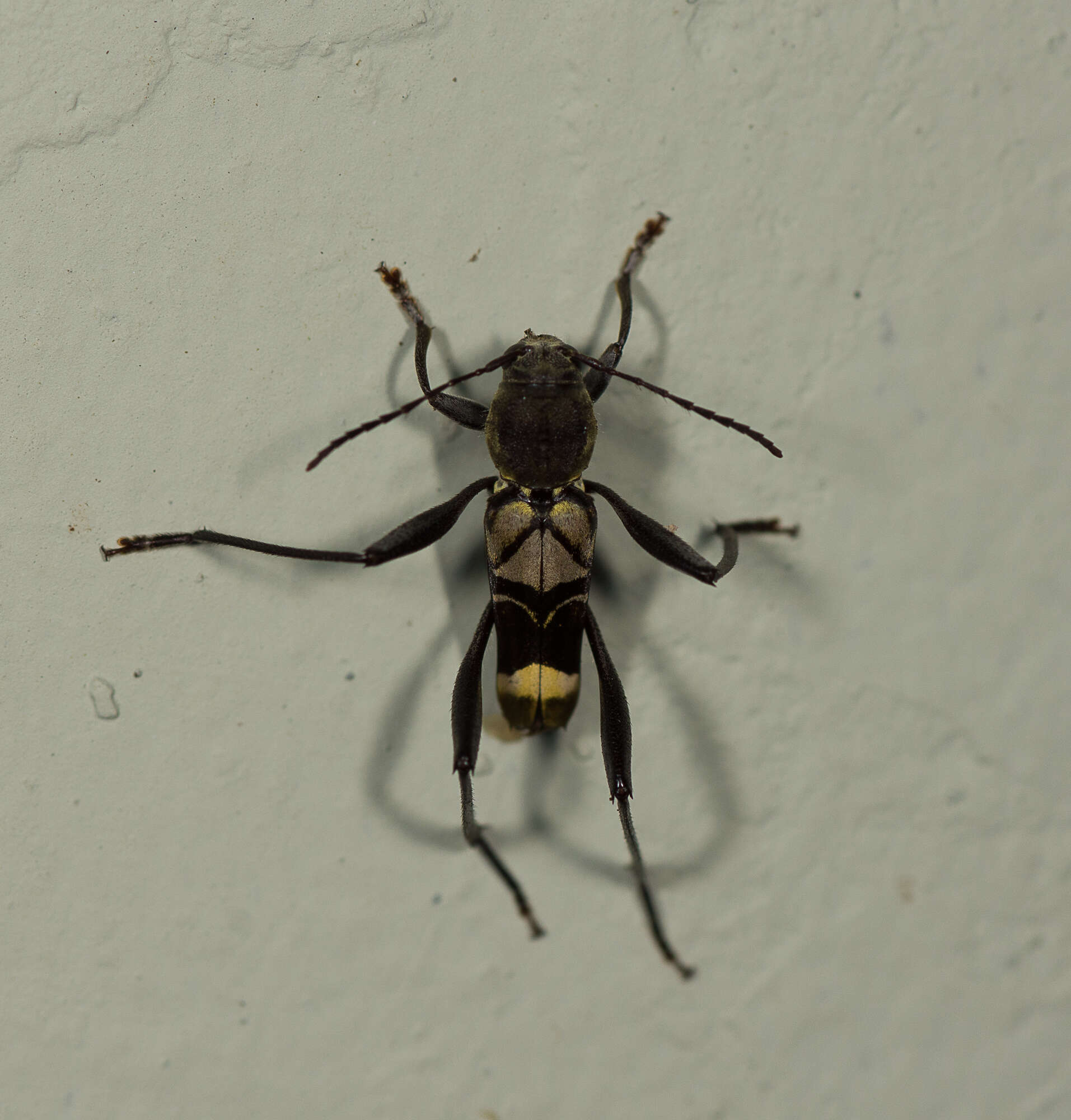 Image of Cotyclytus scenicus (Pascoe 1866)